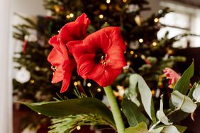 Amaryllis in front of a Christmas tree