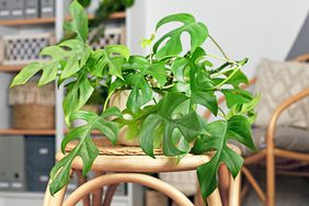 mini monstera plant on a wooden stool in a home