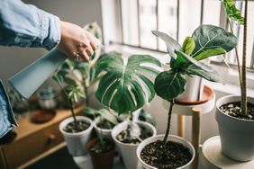 Houseplants being watered by window