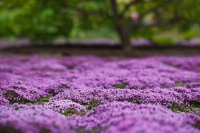 Creeping thyme field 