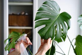 Woman Spraying Monstera Houseplant