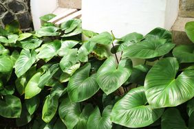 Taro Plant - Elephant Ear Plant