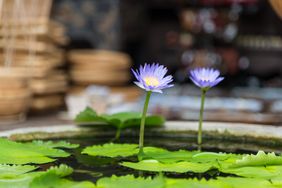 Water hyacinth 