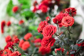 Red roses garden on a blurry background