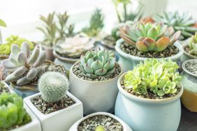 Clusters of succulents together