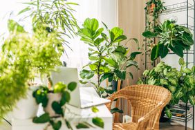 Houseplants in light