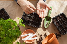 man starting seeds indoors