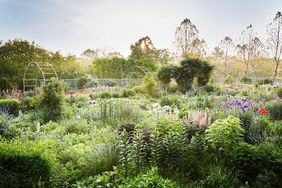 martha stewart perennial garden