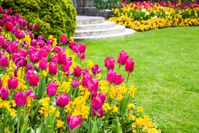 Flower garden with Tulip bulbs