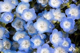 Baby blue eye flowers