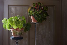 Begonias on plant stands