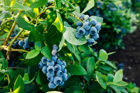 blueberry plant