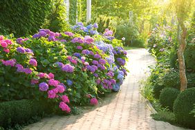 Border garden along sidewalk with hydrangea