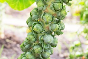 Brussel sprouts growing on stalk