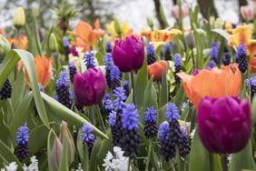 colorful variety of flowering bulbs in a garden