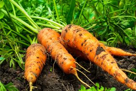 Carrots in garden