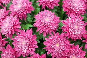 Chrysanthemum