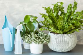 Houseplants with spray bottles