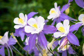 Columbine flower