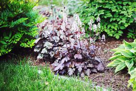 Coral bells in border garden