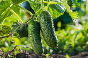 Cucumbers on a vine