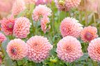 Pink dahlias