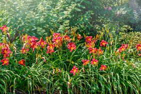 Day lilies growing in the sun