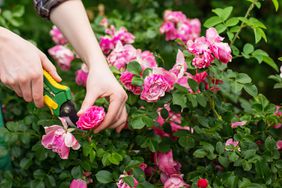 Pruning rose bush