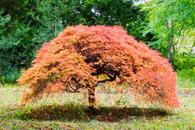 Dwarf japanese maple tree