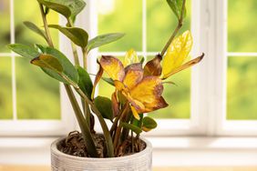 Yellowing houseplant