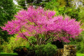 flowering japanese tree