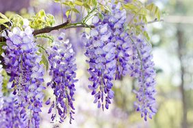 Wisteria vine