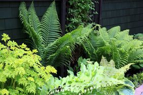 Early Spring shade garden of Bleeding Hearts,Ferns,Soloman Seal,Hostas Clematis,and Creeping Jenny. All perennial plants that grow amazingly well in a shade garden. 