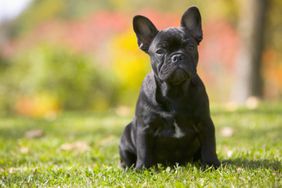 Black French Bulldog