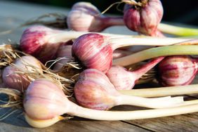 Group of garlic bulbs