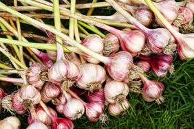 Garlic bulbs on grass