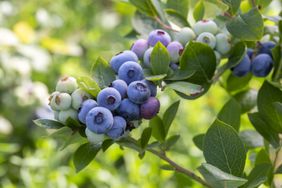 Blueberries growing on a branch