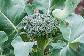 Broccoli growing in garden close up view