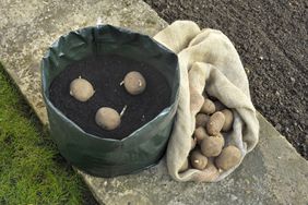 Planting seed potatoes in a space saving growing bag or patio container of compost