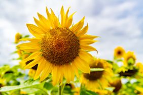 close up of a sunflower growing in a field