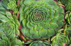 close up of hens and chicks succulents 