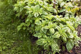 Herb garden with basil