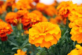 marigolds growing in a garden