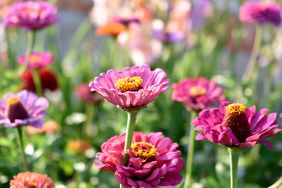 Zinnias with pink blooms in the sunshine