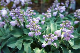 Blue mouse ears hosta in a garden