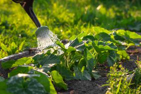 Watering of zucchini growing in rows from a spray can