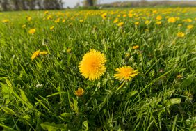 Dandelions in yard