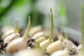 Garlic plant growing indors