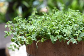 Oregano plant