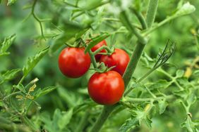 Cherry tomatoes close-up photo